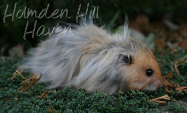 RC- Golden Umbrous Longhaired